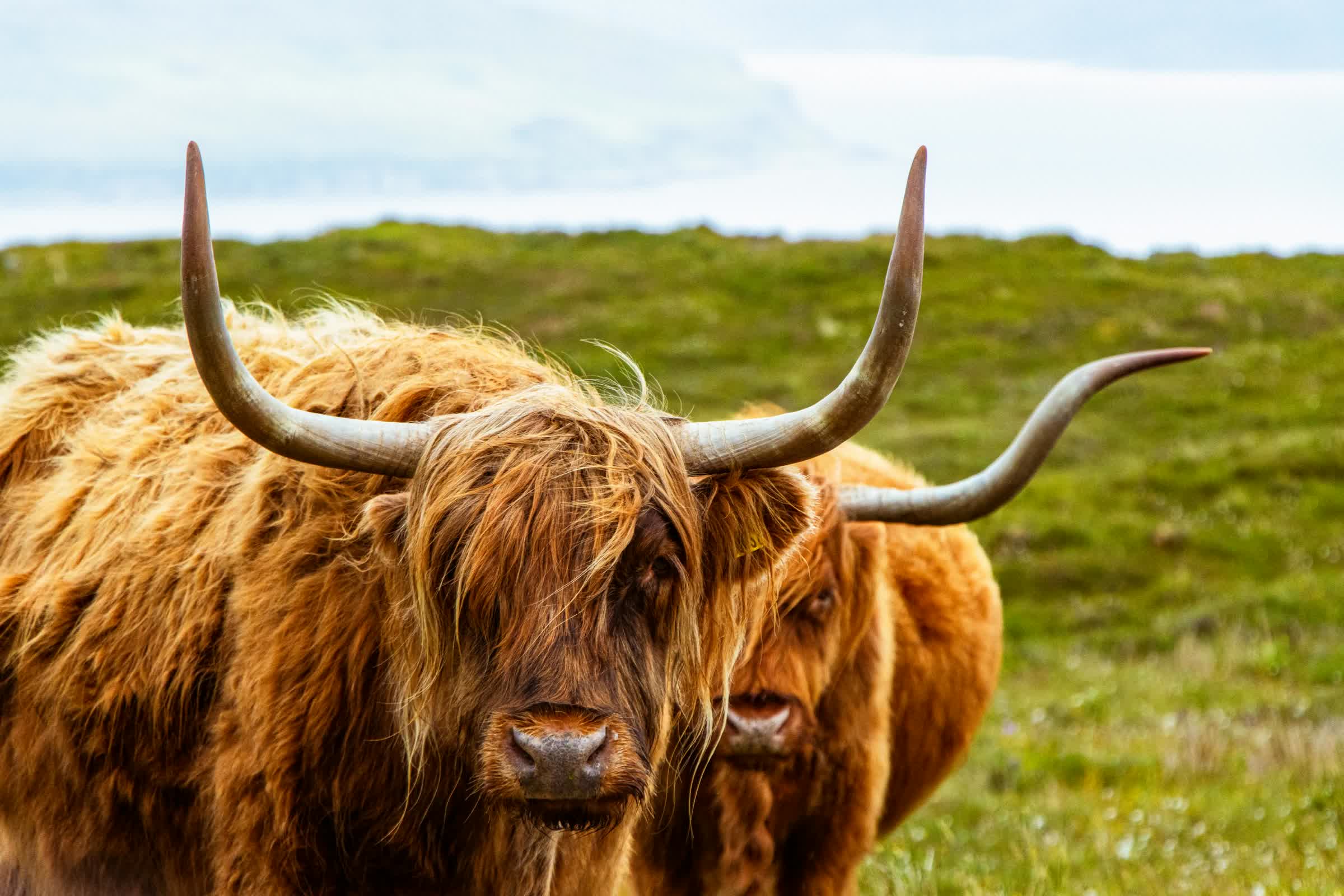 Scottish Highlands